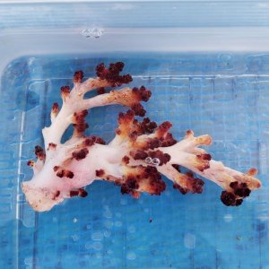 画像: 《近海産海洋生物》ニクイロクダヤギ…ハンドコート採取