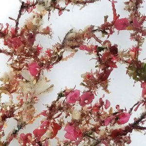 画像: 《近海産海洋生物》朽ち木…ハンドコート採取