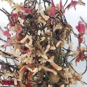 画像: 《近海産海洋生物》朽ち木…ハンドコート採取