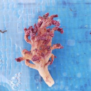 画像: 《近海産海洋生物》ニクイロクダヤギ…ハンドコート採取
