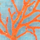 画像: 《近海産海洋生物》イソバナ…ハンドコート採取