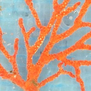 画像: 《近海産海洋生物》イソバナ…ハンドコート採取