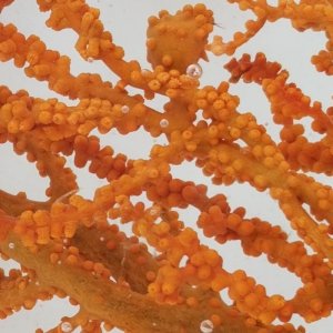 画像: 《近海産海洋生物》フトトゲヤギ(2Lサイズ)…ハンドコート採取