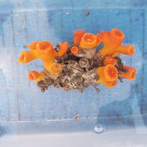 画像: 《近海産海洋生物》エントウキサンゴ…ハンドコート採取
