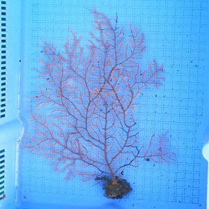 画像: 《近海産海洋生物》トゲナシヤギ…ハンドコート採取