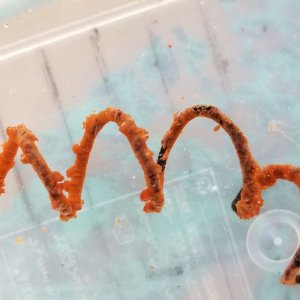 画像: 《近海産海洋生物類》【珍種】ネジレカラマツ