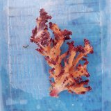 画像: 《近海産海洋生物》ニクイロクダヤギ…ハンドコート採取