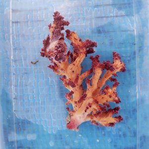画像: 《近海産海洋生物》ニクイロクダヤギ…ハンドコート採取
