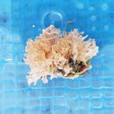 画像: 《近海産海洋生物》コケムシの一種…ハンドコート採取