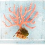 画像: 《近海産海洋生物》フトヤギ…ハンドコート採取