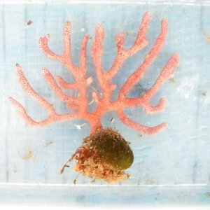 画像: 《近海産海洋生物》フトヤギ…ハンドコート採取