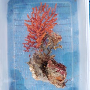 画像: 《近海産海洋生物》トゲナシヤギ…ハンドコート採取