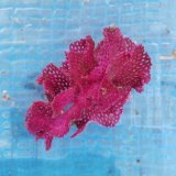 画像: 《近海産海洋生物》ベニアミコケムシ…ハンドコート採取