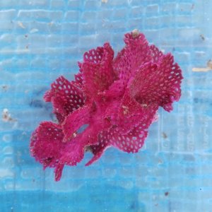 画像: 《近海産海洋生物》ベニアミコケムシ…ハンドコート採取