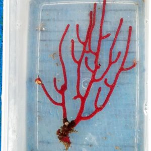 画像: 《近海産海洋生物》ホソヤギ…ハンドコート採取