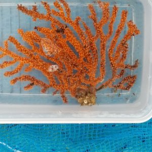 画像: 《近海産海洋生物》フトトゲヤギ…ハンドコート採取