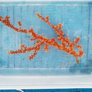 画像: 《近海産海洋生物》フトトゲヤギ…ハンドコート採取