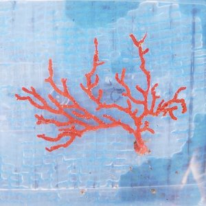 画像: 《近海産海洋生物》イソバナ…ハンドコート採取
