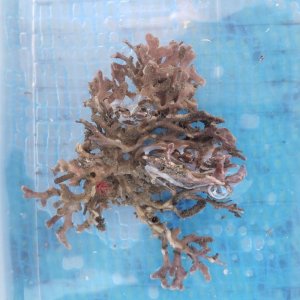 画像: 《近海産海洋生物》コケムシの一種…ハンドコート採取