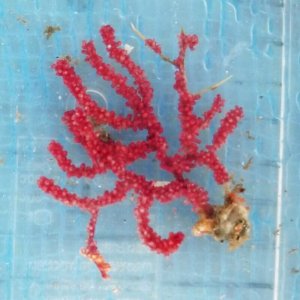 画像: 《近海産海洋生物》トゲナシヤギ…ハンドコート採取