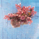 画像: 《近海産海洋生物》サンゴモドキ…ハンドコート採取