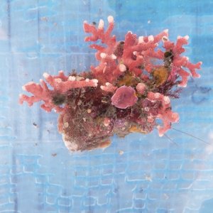 画像: 《近海産海洋生物》サンゴモドキ…ハンドコート採取