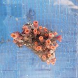 画像: 《近海産海洋生物》キサンゴの一種…ハンドコート採取