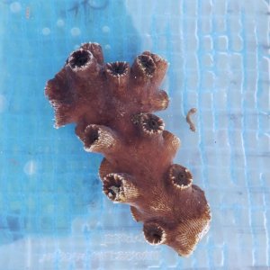 画像: 《近海産海洋生物》ナンヨウキサンゴ…ハンドコート採取