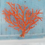画像: 《近海産海洋生物》イソバナ…ハンドコート採取