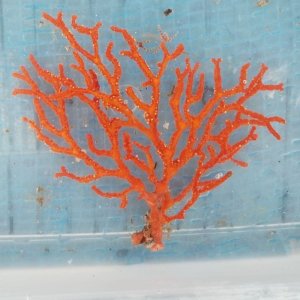 画像: 《近海産海洋生物》イソバナ…ハンドコート採取