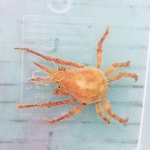 画像: 《近海産甲殻類》ツノガニ（フリー個体）…ハンドコート採取