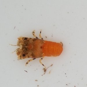 画像: 《近海産甲殻類》【珍サイズ】ヒメセミエビ（SSサイズ)…ハンドコート採取