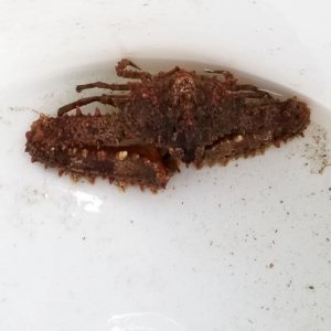 画像: 《近海産甲殻類》ヒシガニ（画像の個体です）