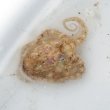 画像5: 《近海産甲殻類》スナダコ(MLサイズ)…ハンドコート採取