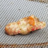 画像: 《近海産甲殻類》☆★激レアサイズ★☆セミエビの仲間の1種（未同定）画像の個体です…ハンドコート採取