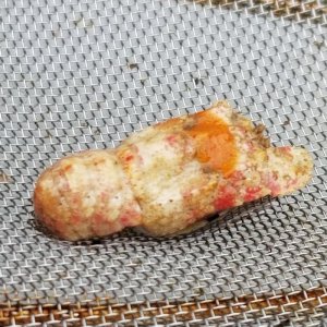 画像: 《近海産甲殻類》☆★激レアサイズ★☆セミエビの仲間の1種（未同定）画像の個体です…ハンドコート採取