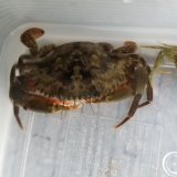 画像: 《近海産》★★凶暴★★アミメノコギリガザミの雄(Sサイズ)…当店ハンドコート