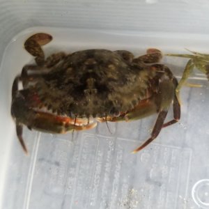 画像: 《近海産》★★凶暴★★アミメノコギリガザミの雄(Sサイズ)…当店ハンドコート