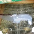 画像1: 《近海産海洋生物》ゾウクラゲ…ハンドコート採取