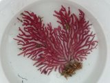 画像: 《近海産海洋生物》トゲナシヤギ…ハンドコート採取