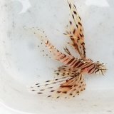 画像: 《近海産海水魚》ミノカサゴ(Sサイズ)…ハンドコート採取