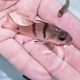 画像: 《近海産海水魚》ヨコスジイシモチ　Sサイズ…ハンドコート採取