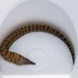 画像4: 《近海産海水魚》☆★ハワイウツボ（画像の個体です）…ハンドコート採取