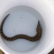 画像2: 《近海産海水魚》☆★ハワイウツボ（画像の個体です）…ハンドコート採取