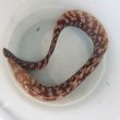 画像2: 《近海産海水魚》ウツ属の1種（未掲載種）…ハンドコート採取