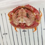 画像: 《近海産甲殻類》コブカラッパ（赤系）…ハンドコート採取
