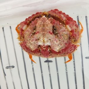 画像: 《近海産甲殻類》コブカラッパ（赤系）…ハンドコート採取