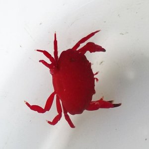 画像: 《近海産甲殻類》☆★美☆★ベニオウギガニ（Sサイズ）…ハンドコート採取