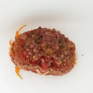 画像: 《近海産甲殻類》コブカラッパ（赤系）…ハンドコート採取