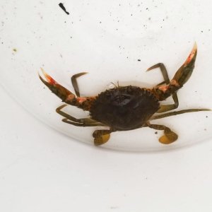 画像: 《近海産甲殻類》【激レアサイズ】ノコギリガザミ（Sサイズ）…当店ハンドコート採取